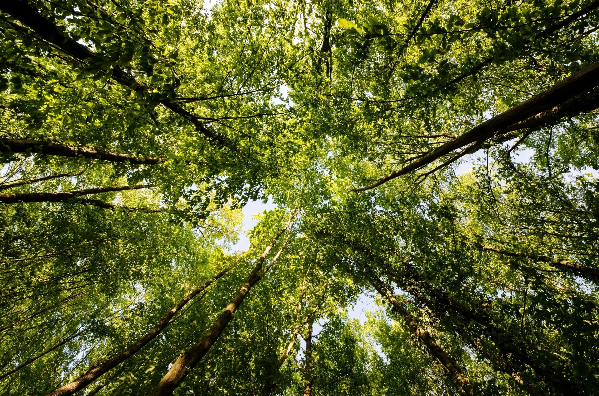 New Forest Banner Image - New Forest First Aid